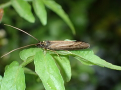 Sericostomatidae