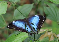 Morpho helenor coelestis