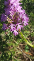 Anacamptis pyramidalis
