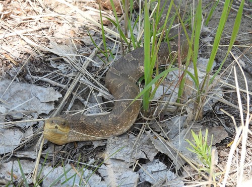 Eastern Hognose Snake photographed in South Dakota