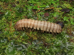 Platyrhacoidea