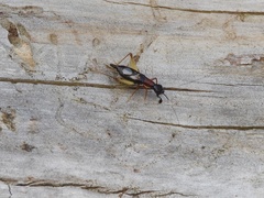 Cranistus colliurides