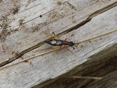 Cranistus colliurides