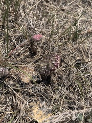 Opuntia fragilis
