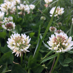 Trifolium repens
