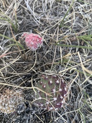 Opuntia fragilis