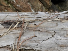 Cranistus colliurides