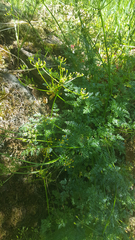 Lomatium hallii