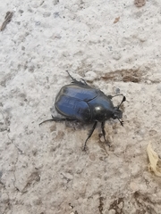 Cotinis antonii
