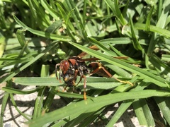 Polistes versicolor
