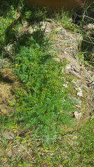 Lomatium hallii