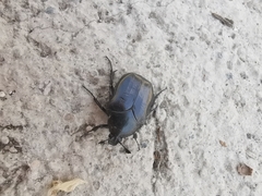 Cotinis antonii