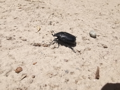 Cotinis antonii