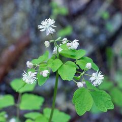 Thalictrum clavatum