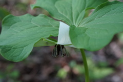 Trillium rugelii