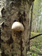 Pleurotus calyptratus