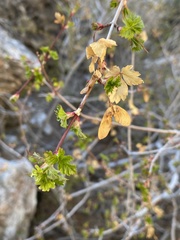 Acer glabrum diffusum