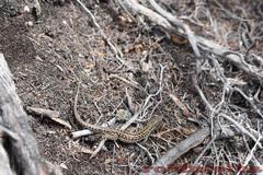 Podarcis siculus calabresiae