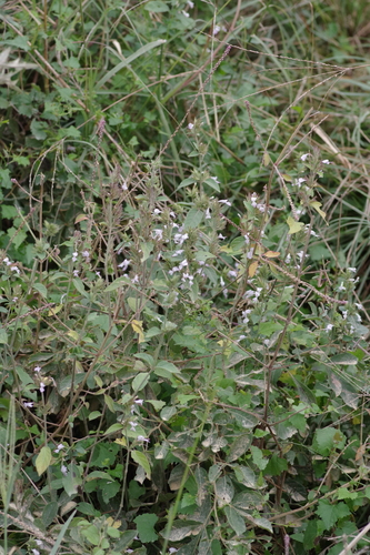 White Ribbon Flower