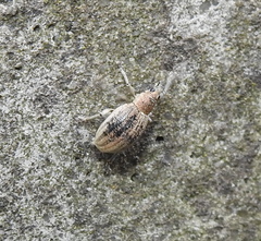Sciaphobus squalidus