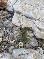 Erigeron jonesii