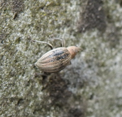 Sciaphobus squalidus