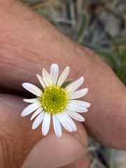 Erigeron jonesii