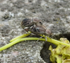 Sciaphobus squalidus