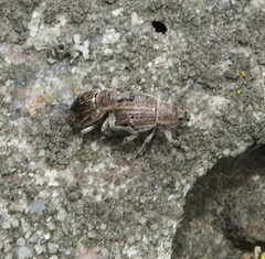 Sciaphobus squalidus
