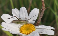 Ephippiger discoidalis