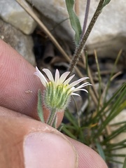 Erigeron jonesii