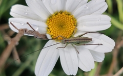 Ephippiger discoidalis