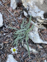 Erigeron jonesii