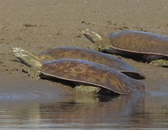 Apalone mutica mutica