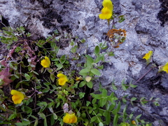 Linaria platycalyx