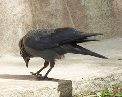 Corvus monedula