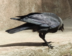 Corvus monedula