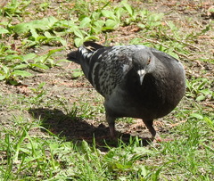 Columba livia