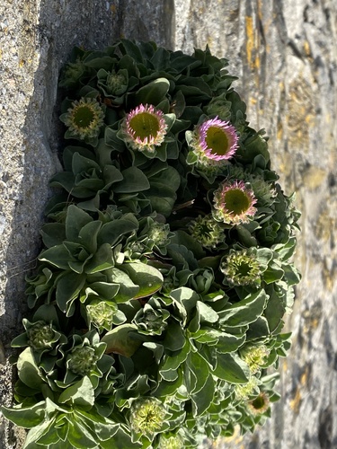 Erigeron glaucus