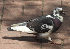 Columba livia domestica