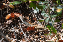 Aspidoscelis scalaris