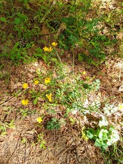 Ranunculus multifidus