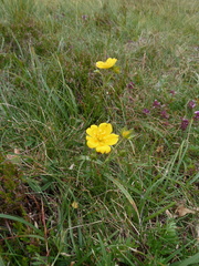 Potentilla aurea