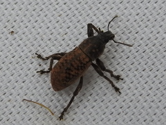Epicaerus mexicanus