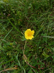Potentilla aurea