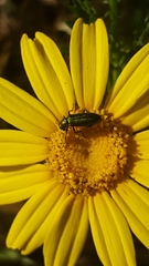 Psilothrix viridicoerulea