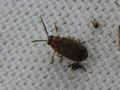 Brucita marmorata