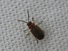 Brucita marmorata