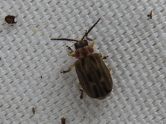 Brucita marmorata