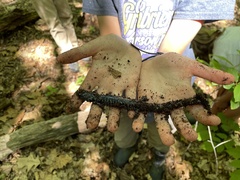 Plethodon cylindraceus